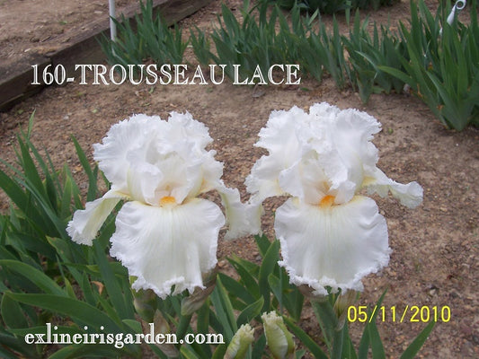 The flower Trousseau Lace - Tall Bearded Iris (TB)