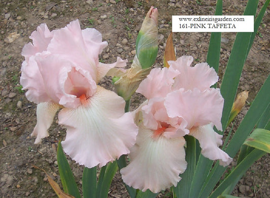 The flower Pink Taffeta - Tall Bearded Iris (TB)