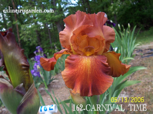 The flower Carnival Time - Tall Bearded Iris (TB)