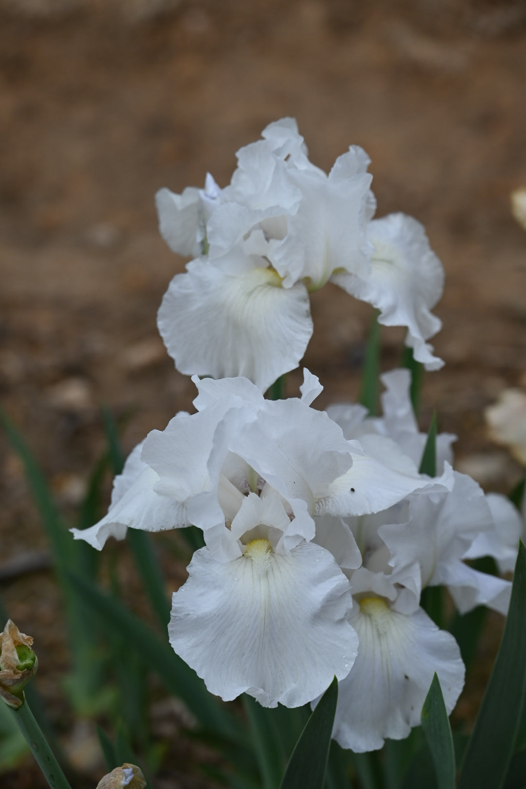 Unidentified White TB #3