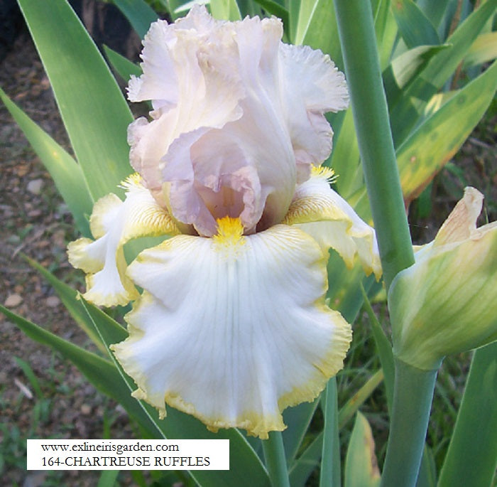 The flower Chartreuse Ruffles - Tall Bearded Iris (TB)