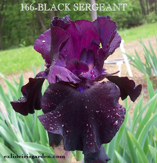 The flower Black Sergeant - Tall Bearded Iris (TB)