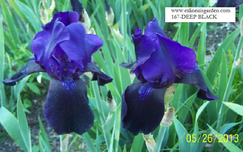 The flower Deep Black - Tall Bearded Iris (TB)