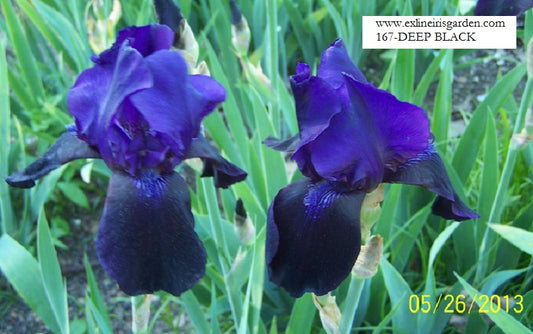 The flower Deep Black - Tall Bearded Iris (TB)