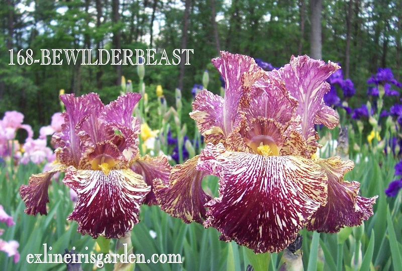 The flower Bewilderbeast - Tall Bearded Iris (TB)