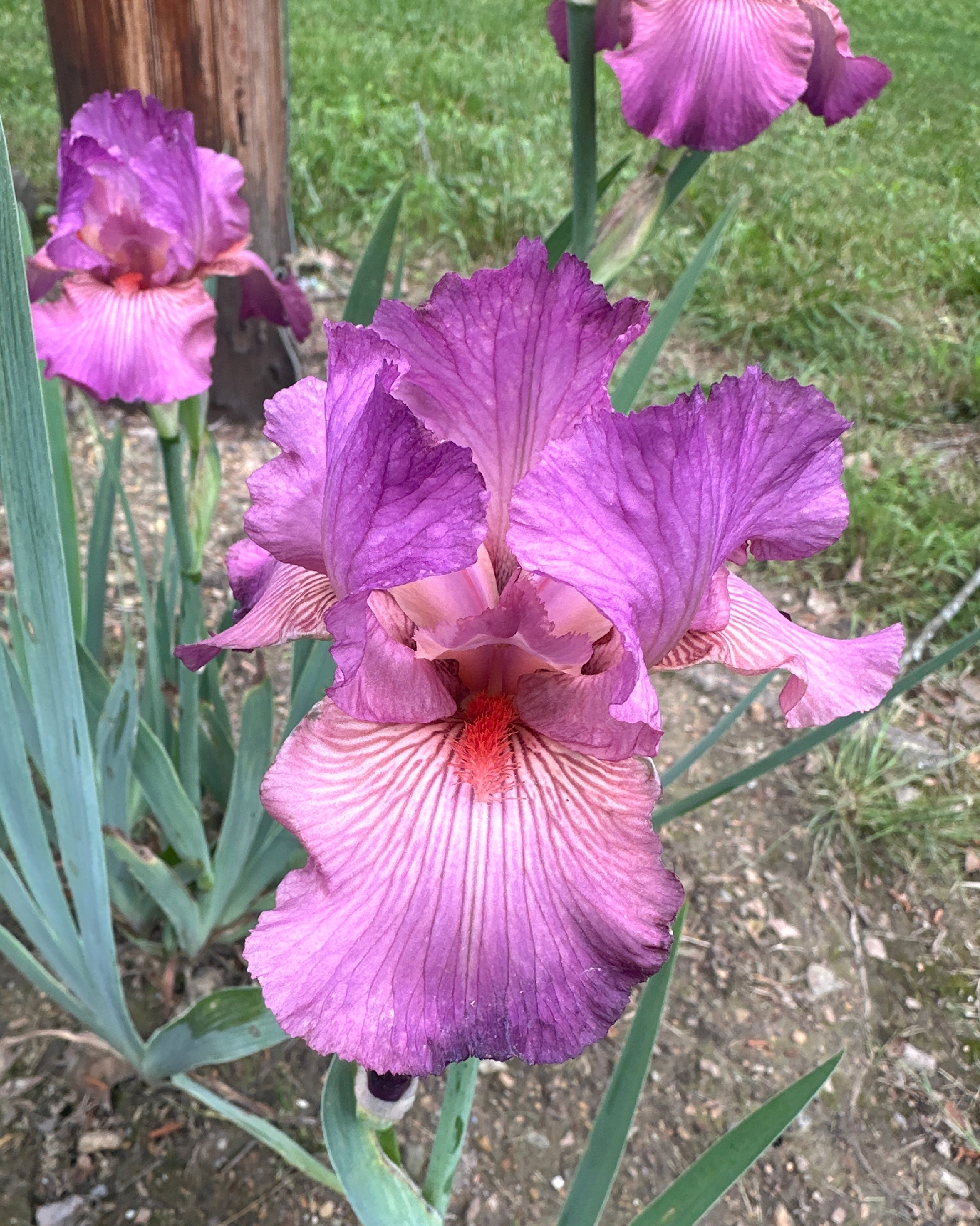 Raspberry Sundae - Border Bearded Iris (BB) – Exline Iris Garden