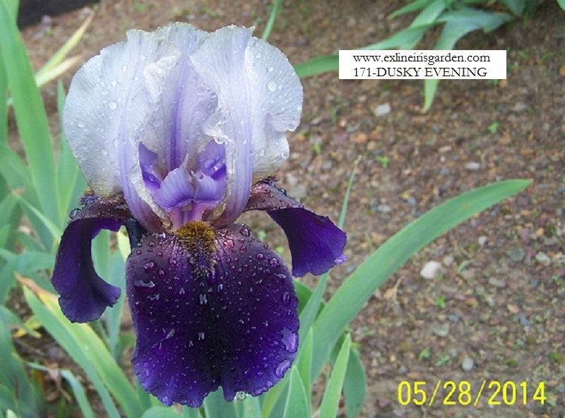 The flower Dusky Evening - Tall Bearded Iris (TB)