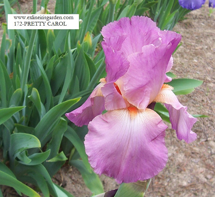 The flower Pretty Carol - Tall Bearded Iris (TB)