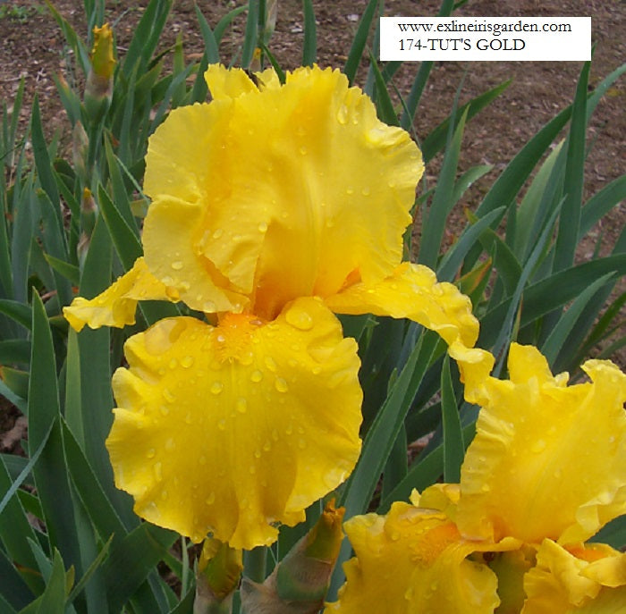 The flower Tut's Gold - Tall Bearded Iris (TB)