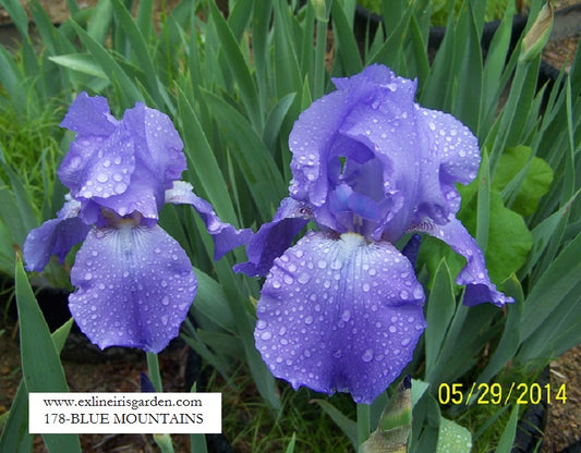 The flower Blue Mountains - Tall Bearded Iris (TB)