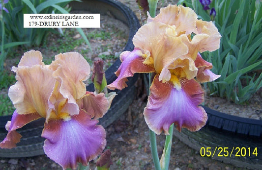 The flower Drury Lane - Tall Bearded Iris (TB)