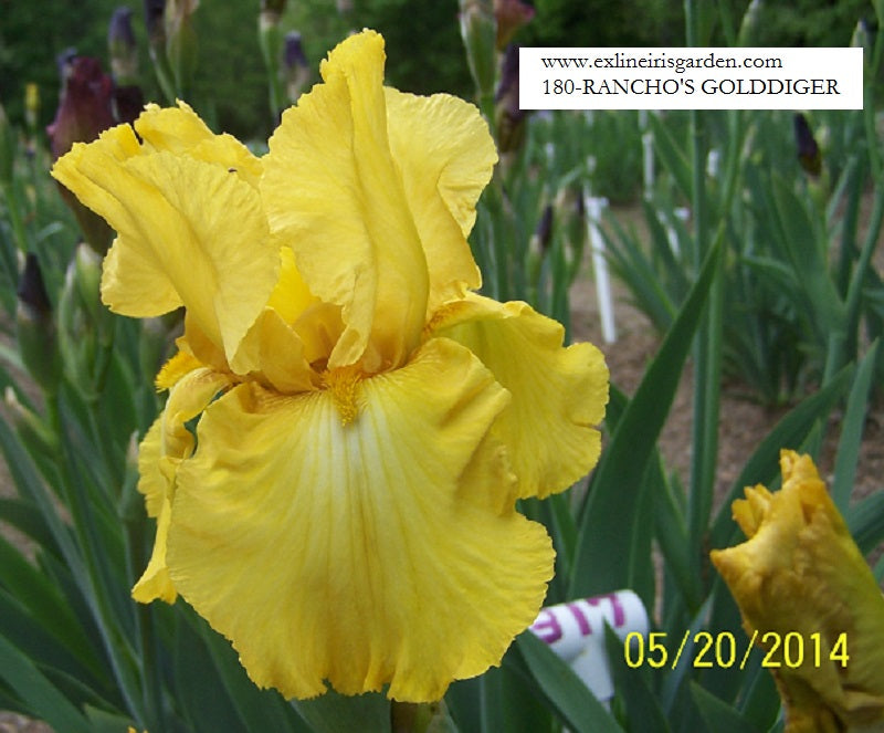 The flower Rancho's Goldigger - Tall Bearded Iris (TB)