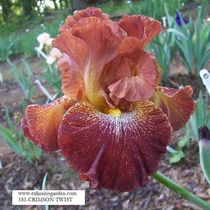 The flower Crimson Twist - Tall Bearded Iris (TB)