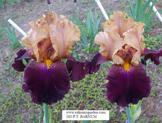 The flower P. T. Barnum - Tall Bearded Iris (TB)