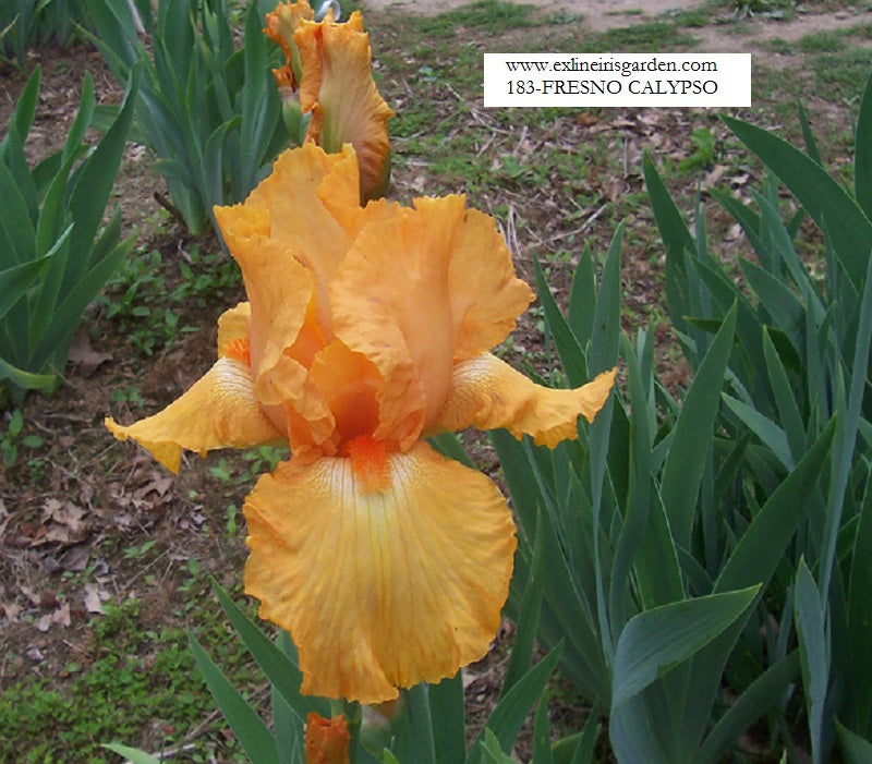 The flower Fresno Calypso - Tall Bearded Iris (TB)