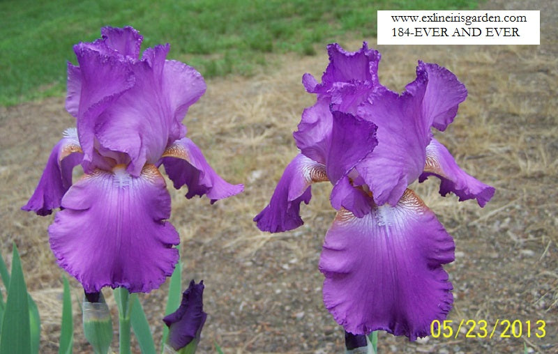 The flower Ever And Ever - Tall Bearded Iris (TB)