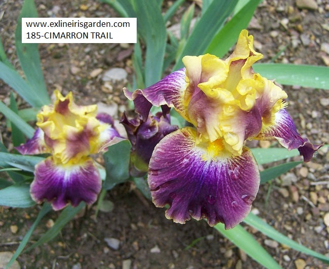 The flower Cimarron Trail - Tall Bearded Iris (TB)