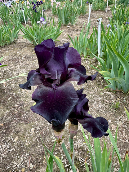Unidentified Black TB #2