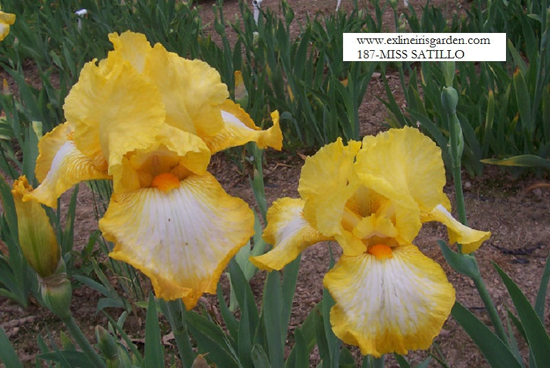 The flower Miss Saltillo - Tall Bearded Iris (TB)