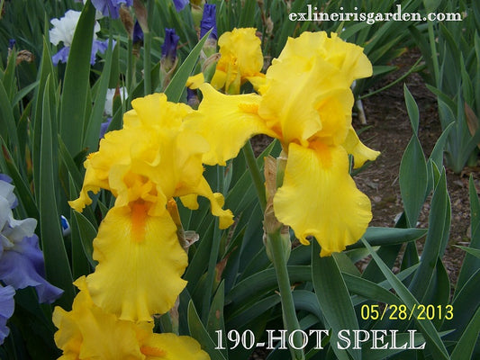 The flower Hot Spell - Tall Bearded Iris (TB)