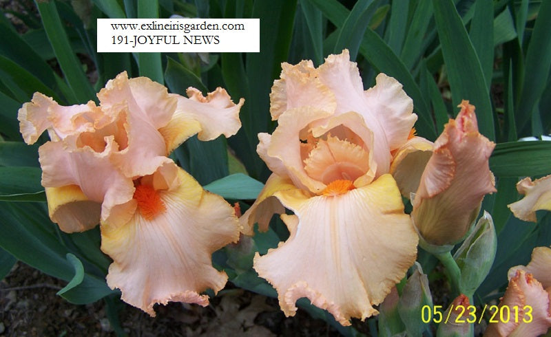 The flower Joyful News - Tall Bearded Iris (TB)