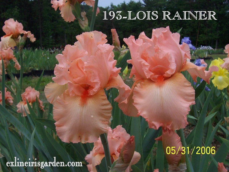 The flower Lois Rainer - Tall Bearded Iris (TB)