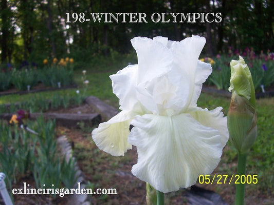 The flower Winter Olympics - Tall Bearded Iris (TB)