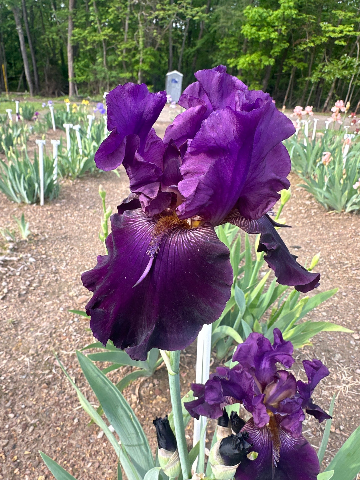 Unidentified Purple TB #8