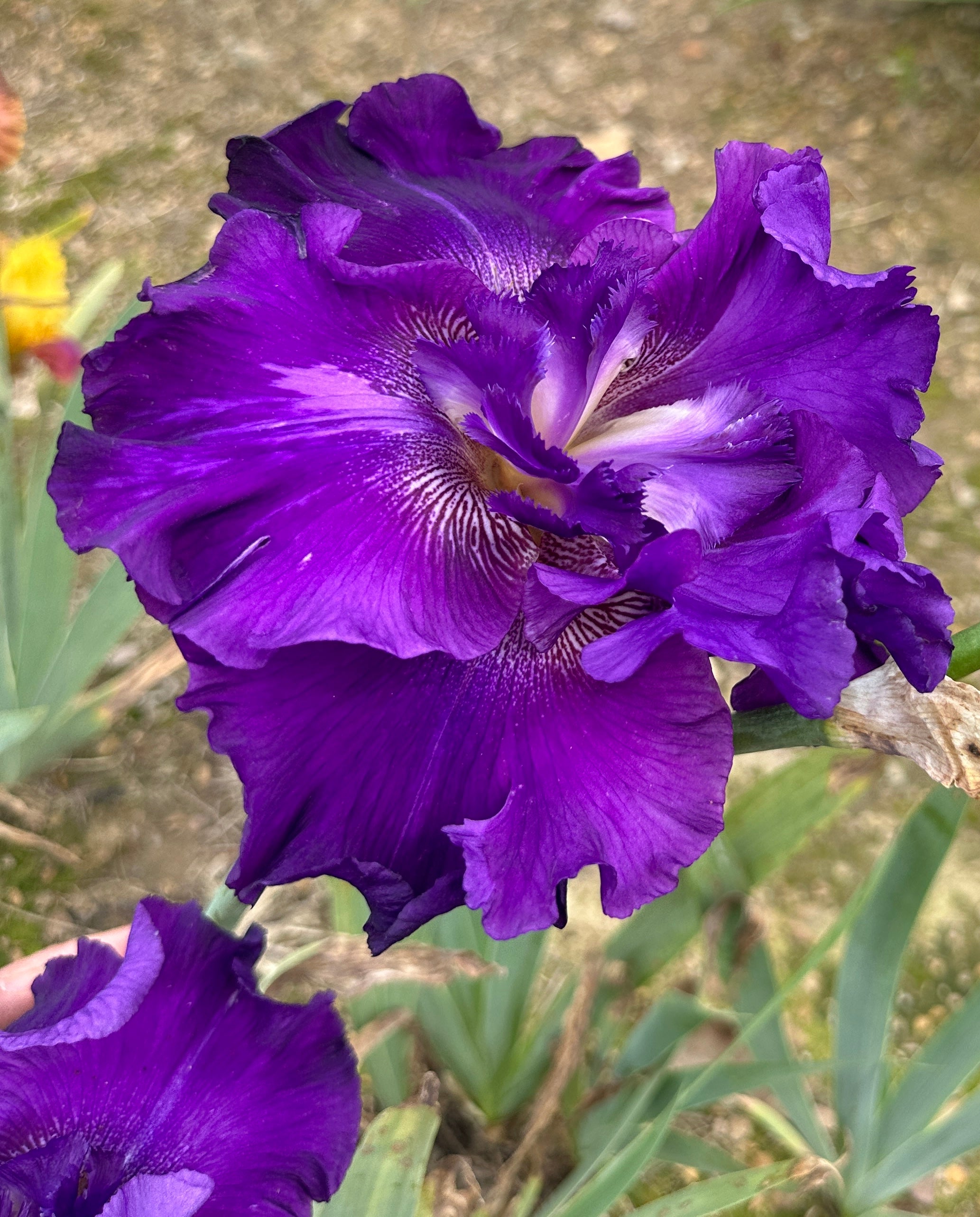 Flat Rate - Tall Bearded Iris (TB) – Exline Iris Garden