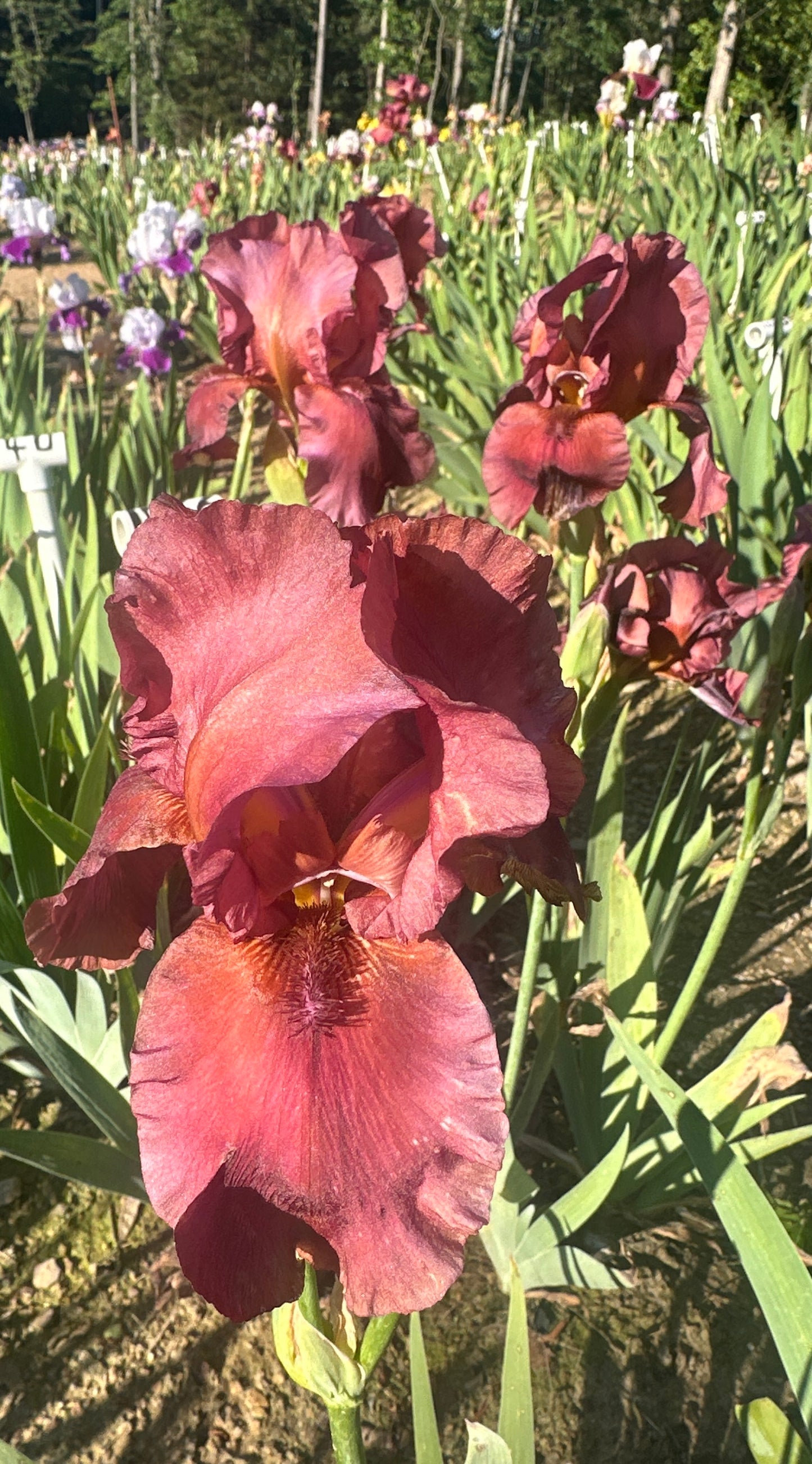 Cracklin' Burgundy