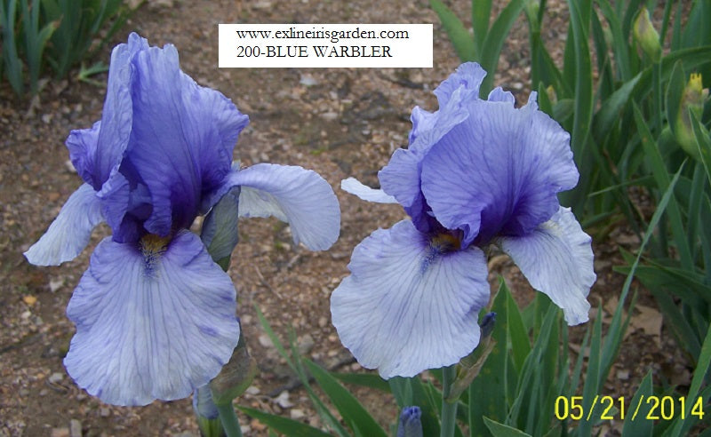 The flower Blue Warbler - Border Bearded Iris (BB)