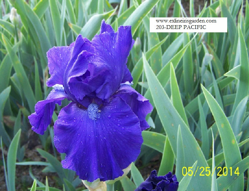 The flower Deep Pacific - Tall Bearded Iris (TB)