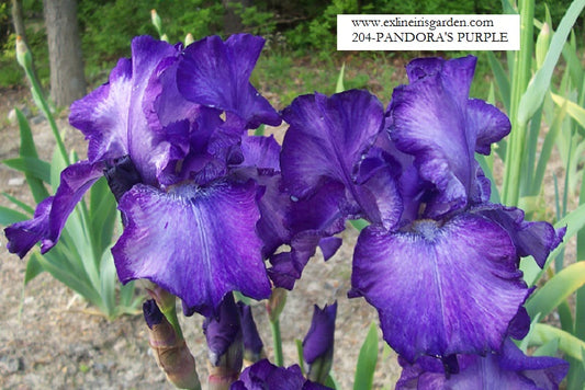 The flower Pandora's Purple - Tall Bearded Iris (TB)