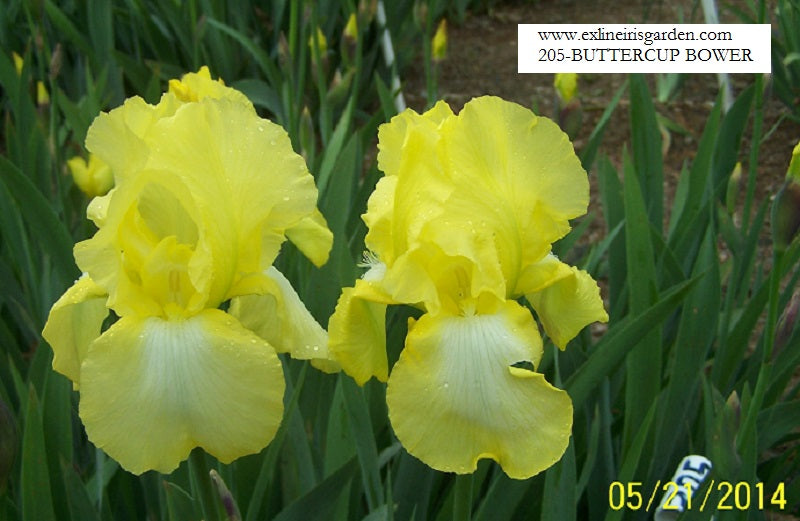 The flower Buttercup Bower - Tall Bearded Iris (TB)