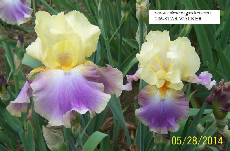 The flower Star Walker - Tall Bearded Iris (TB)