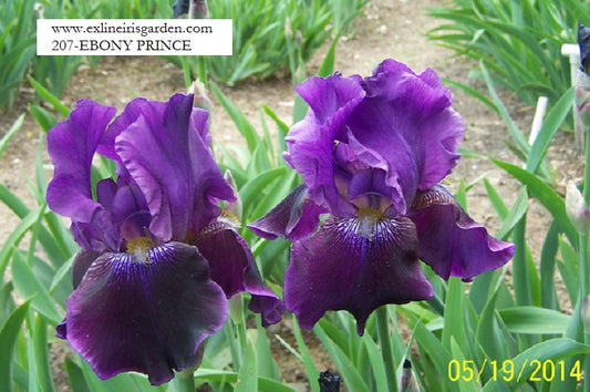 The flower Ebony Prince - Tall Bearded Iris (TB)