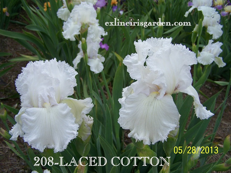 The flower Laced Cotton - Tall Bearded Iris (TB)