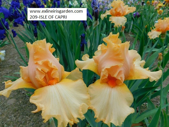 The flower Isle Of Capri - Tall Bearded Iris (TB)