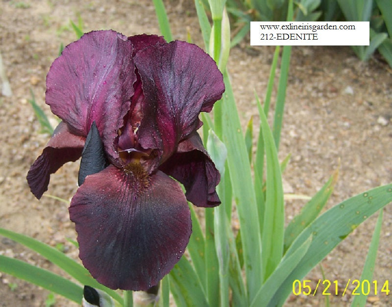 The flower Edenite - Tall Bearded Iris (TB)