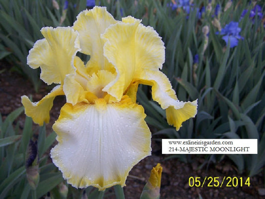 The flower Majestic Moonlight - Tall Bearded Iris (TB)