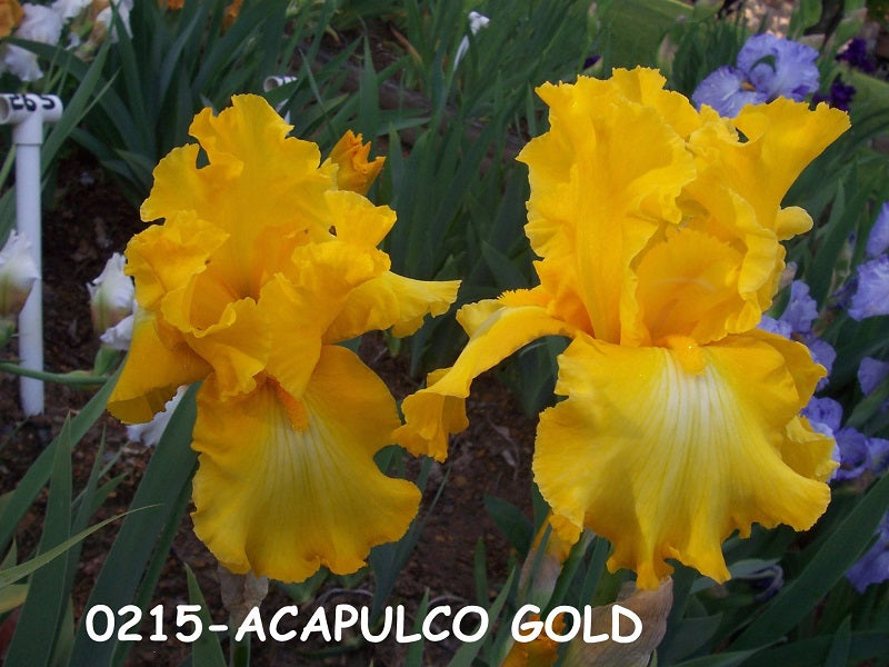 The flower Acapulco Gold - Tall Bearded Iris (TB)