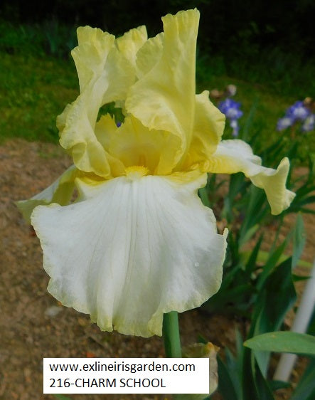 The flower Charm School - Tall Bearded Iris (TB)