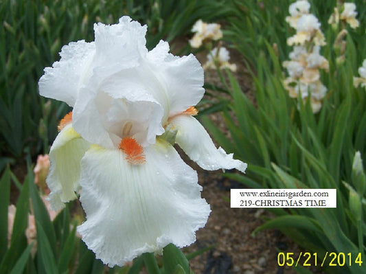 The flower Christmas Time - Tall Bearded Iris (TB)