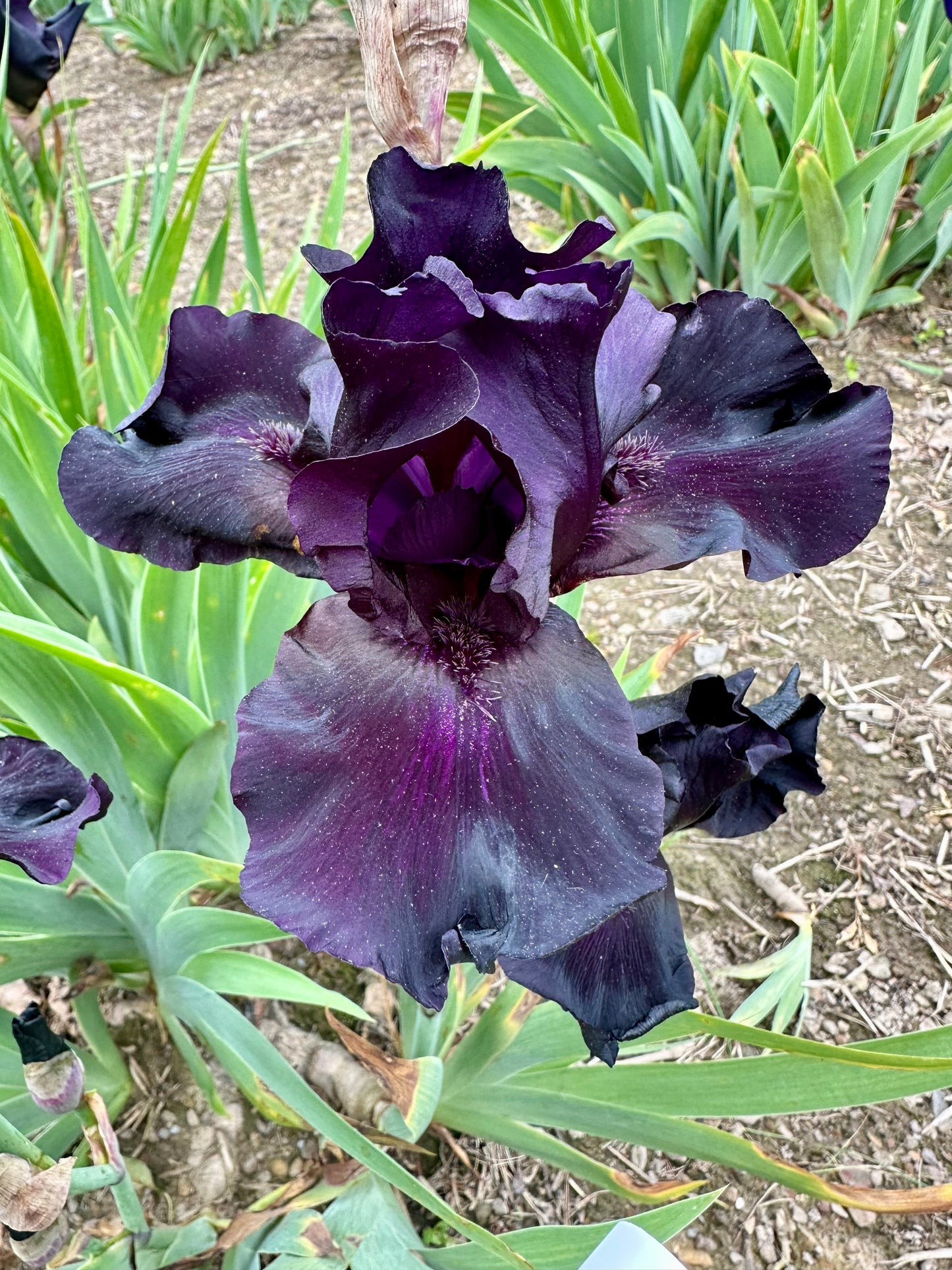 Unidentified Black TB #2