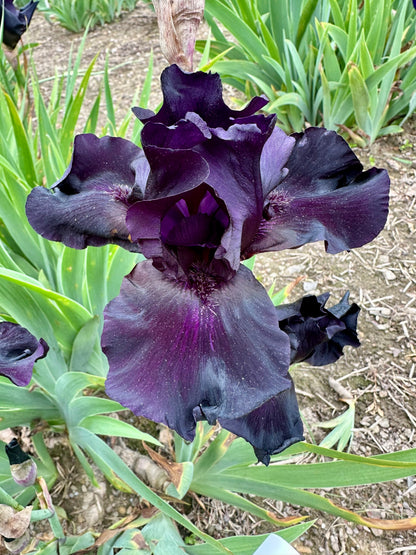 Unidentified Black TB #2