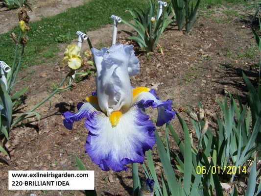 The flower Brilliant Idea - Tall Bearded Iris (TB)