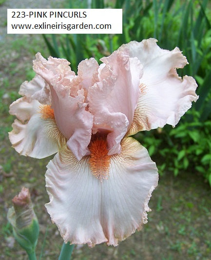 The flower Pink Pincurls - Tall Bearded Iris (TB)