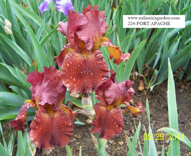 The flower Fort Apache - Tall Bearded Iris (TB)