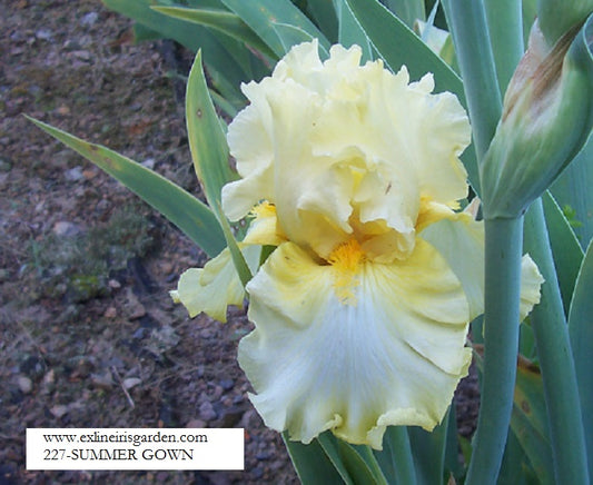 The flower Summer Gown - Tall Bearded Iris (TB)