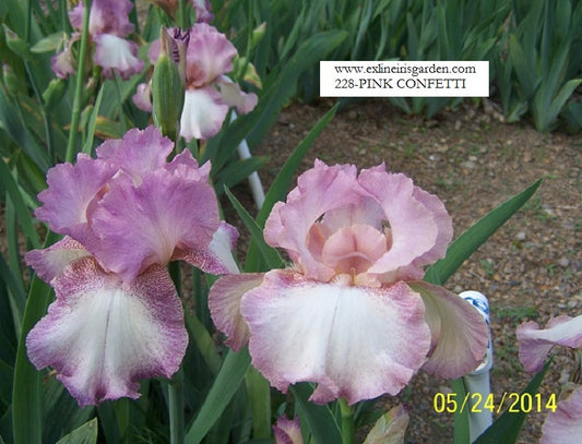 The flower Pink Confetti - Tall Bearded Iris (TB)